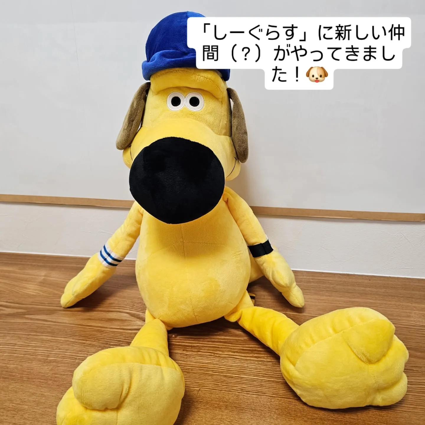 こんにちは！しーぐらすです。